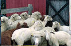 Cestarisheep
